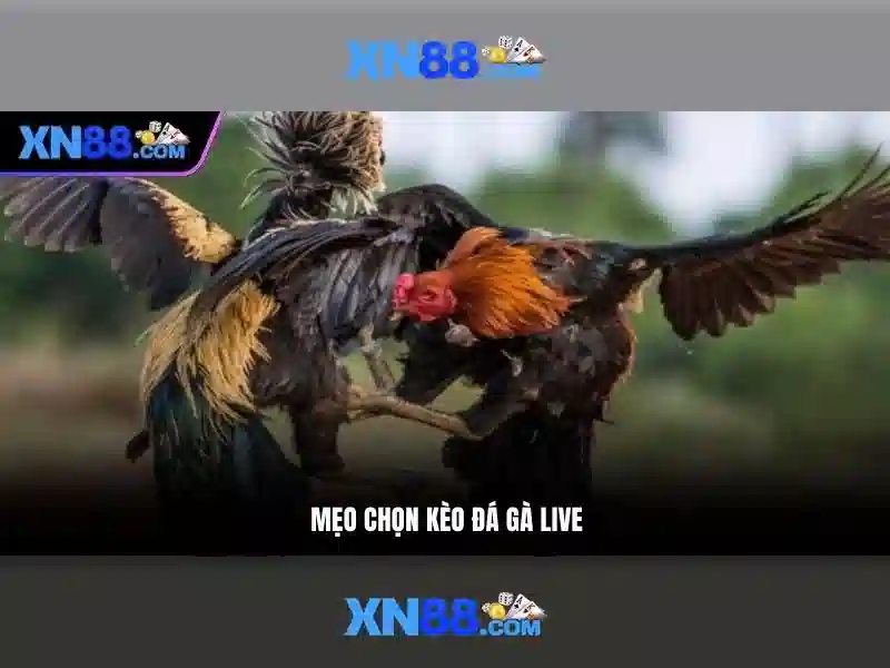Sứ Mệnh Đưa Nhà Cái Lên Đỉnh Cao Trong Ngành Slot 2026