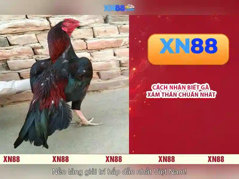 XN88 Có Uy Tín Không? Trải Nghiệm Cá Cược Slot Đỉnh Cao 2026